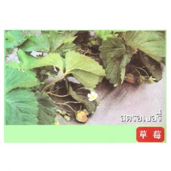 พลาสติกคลุมแปลงปลูกสตอเบอรี่