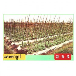 พลาสติกคลุมแปลงปลูกแคนตาลูป