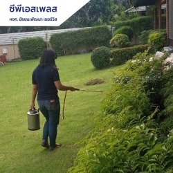 บริการกำจัดปลวกโดยผู้เชี่ยวชาญ