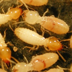 รับวางระบบป้องกันปลวก ขอนแก่น