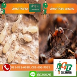 กำจัดปลวกลำพูน