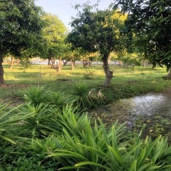 สวนพุทธเกษตร นครปฐม