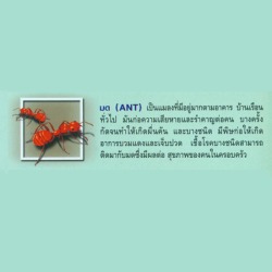 กำจัดปลวก
