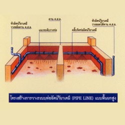 กำจัดปลวก