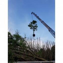 Move trees in Bangkok