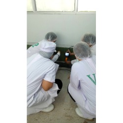 วางระบบป้องกันและกำจัดปลวก