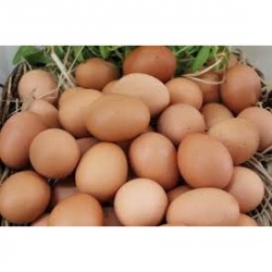 ไข่ไก่ราคาส่ง ชัยนาท
