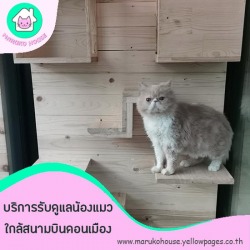 รับฝากแมวดอนเมือง