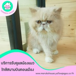 รับฝากเลี้ยงแมวดอนเมือง