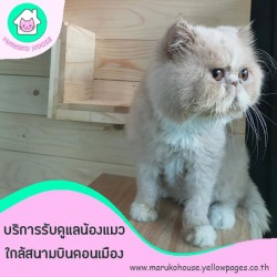 โรงแรมแมวเพื่อคนรักแมว