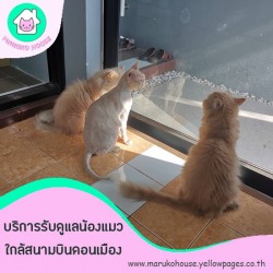 โรงแรมแมวราคาถูก
