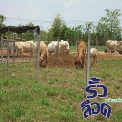 รั้วล้อมวัว