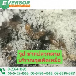 เหยื่อกำจัดปลวกปทุมธานี