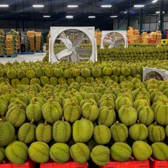 Reserve a boat container to export durian to China.