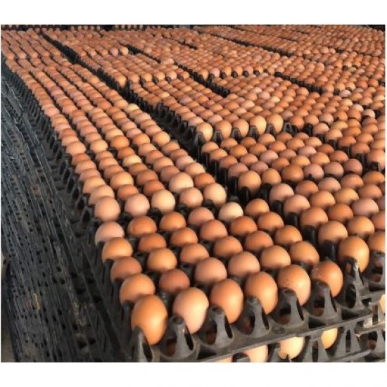 ขายไข่ไก่ พิจิตร ขายไข่ไก่ พิจิตร 