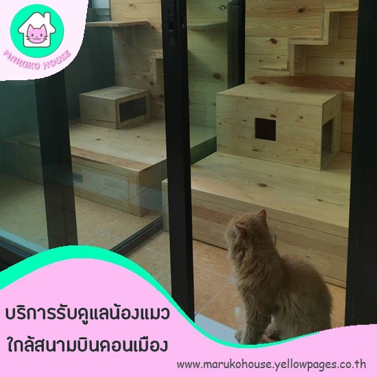 แนะนำโรงแรมแมวราคาถูก แนะนำโรงแรมแมวดอนเมืองราคาถูก  รับฝากเลี้ยงน้องแมวดอนเมือง ลาดพร้าว จตุจักร  หาโรงแรมแมวใกล้สนามบิน 