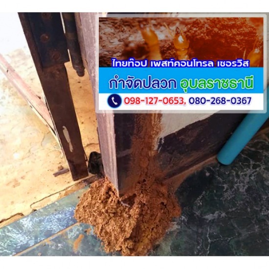 อัดน้ำยาเข้าท่อLDPE-กำจัดปลวกอุบลราชธานี กำจัดปลวก อุบลราชธานี  พ่นน้ำยากำจัดปลวกเคลือบผิวดินอุบลฯ  วางท่อกำจัดปลวกอุบลราชธานี  อัดน้ำยาเข้าท่อกำจัดปลวกอุบลราชธานี  งานวางท่อเคมีป้องกันปลวกศรีสะเกษ  งานวางท่อเคมีและอัดน้ำยากำจัดปลวกอำนาจเจริญ  พ่นน้ำยาป้องกันปลวกยโสธร  เจาะอัดพื้นพ่นน้ำยาเคมีป้องกันปลวกอุยบลฯ  วางท่อพ่นเคมีใต้อาคารอุบล  เจาะพื้นอัดน้ำยากำจัดปลวกอุบลราชธานี 