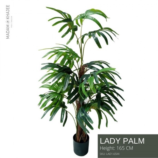 ต้นเลดี้ปาล์มปลอม ต้นเลดี้ปาล์มปลอม  Lady Palm  ต้นจั๋ง 