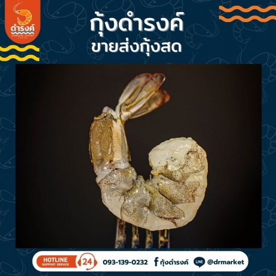 ขายส่งกุ้งสดแกะเปลือก