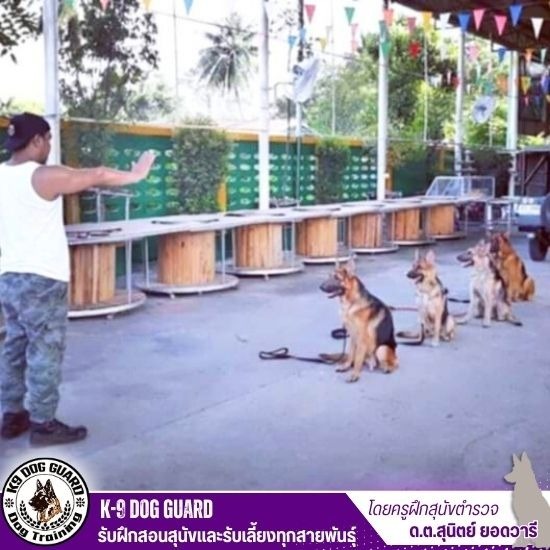 โรงเรียนฝึกสอนสุนัข โรงเรียนฝึกสอนสุนัข