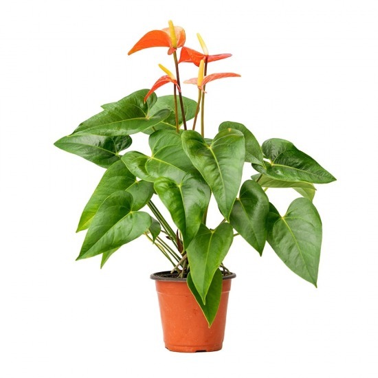 Anthurium