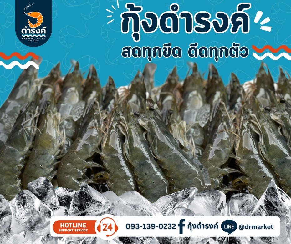 ขายส่งกุ้งสด กุ้งดำรงค์