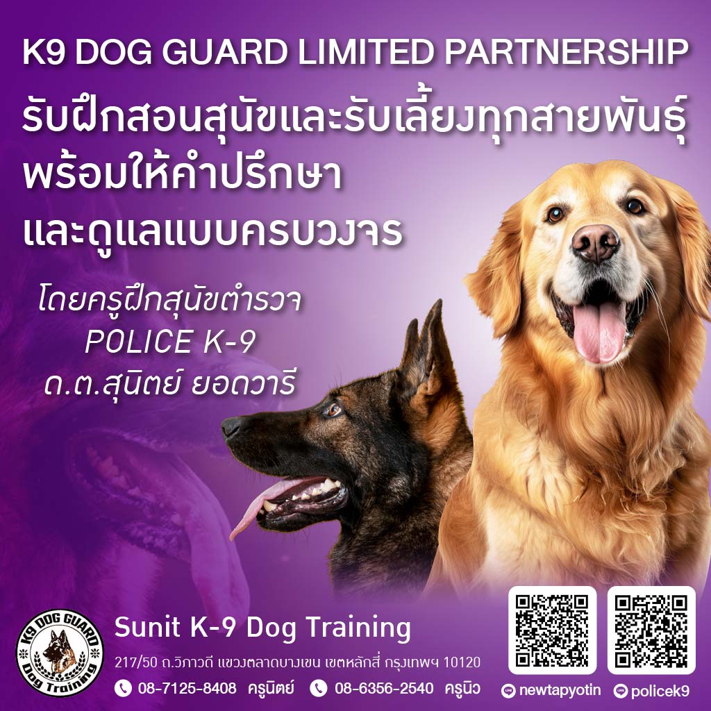 M80035242-01-K9-DOG-รับฝึกสอนสุนัขและรับเลี้ยงทุกสายพันธุ์_0