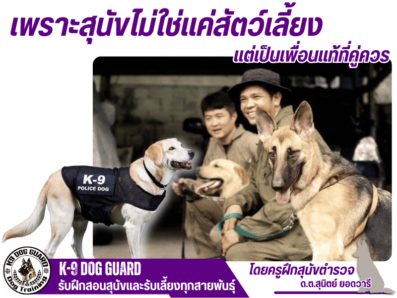 ศูนย์รับฝึกสุนัขใกล้ฉันในกรุงเทพ Sunit k-9 dog training